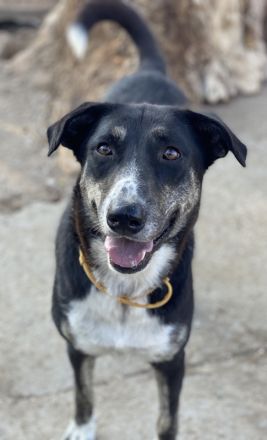 Mareen, geb. 12/2017, lebt in GRIECHENLAND, im städt. Tierheim Serres