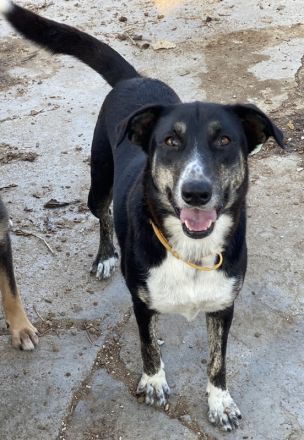 Mareen, geb. 12/2017, lebt in GRIECHENLAND, im städt. Tierheim Serres