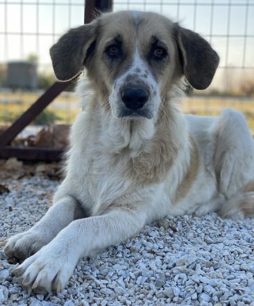 Meraki, geb. ca. 03/2019, lebt in GRIECHENLAND, im städt. Tierheim Serres