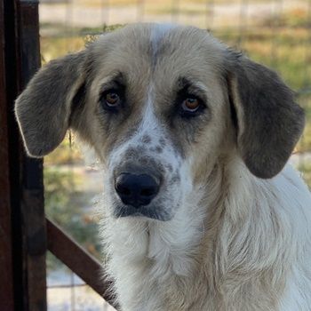 Meraki, geb. ca. 03/2019, lebt in GRIECHENLAND, im städt. Tierheim Serres