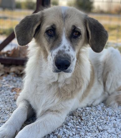 Meraki, geb. ca. 03/2019, lebt in GRIECHENLAND, im städt. Tierheim Serres
