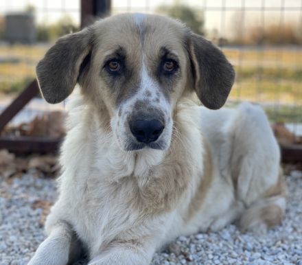 Meraki, geb. ca. 03/2019, lebt in GRIECHENLAND, im städt. Tierheim Serres