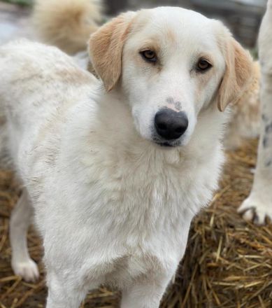 Nami, geb. ca. 12/2019, lebt in GRIECHENLAND, im städt. Tierheim Serres