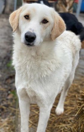 Nami, geb. ca. 12/2019, lebt in GRIECHENLAND, im städt. Tierheim Serres