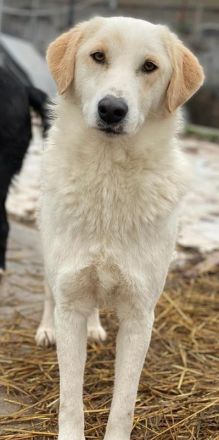 Nami, geb. ca. 12/2019, lebt in GRIECHENLAND, im städt. Tierheim Serres