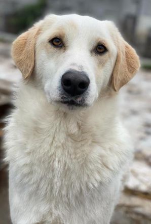 Nami, geb. ca. 12/2019, lebt in GRIECHENLAND, im städt. Tierheim Serres