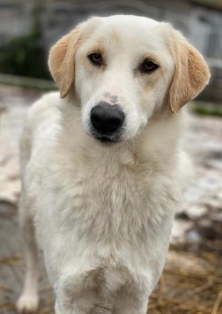 Nami, geb. ca. 12/2019, lebt in GRIECHENLAND, im städt. Tierheim Serres