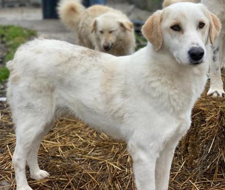 Nami, geb. ca. 12/2019, lebt in GRIECHENLAND, im städt. Tierheim Serres