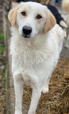 Nami, geb. ca. 12/2019, lebt in GRIECHENLAND, im städt. Tierheim Serres