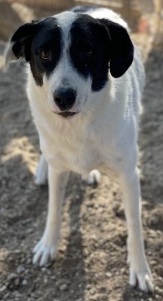 Neville, geb. ca. 03/2019, lebt in GRIECHENLAND, im städt. Tierheim Serres