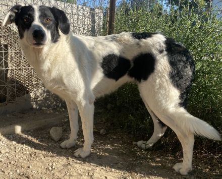 Neville, geb. ca. 03/2019, lebt in GRIECHENLAND, im städt. Tierheim Serres