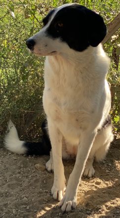 Neville, geb. ca. 03/2019, lebt in GRIECHENLAND, im städt. Tierheim Serres