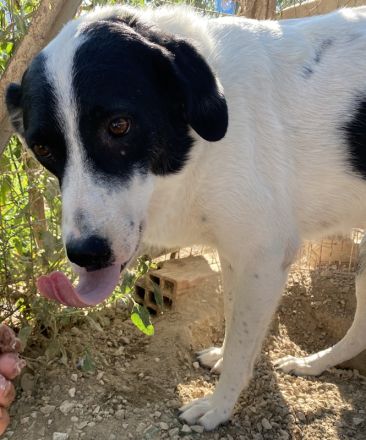 Neville, geb. ca. 03/2019, lebt in GRIECHENLAND, im städt. Tierheim Serres