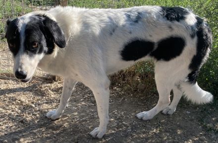 Neville, geb. ca. 03/2019, lebt in GRIECHENLAND, im städt. Tierheim Serres