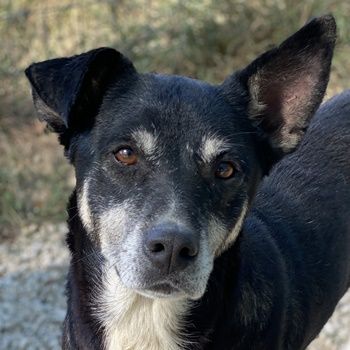 Nike, geb. ca. 09/2016, lebt in GRIECHENLAND, im städt. Tierheim Serres