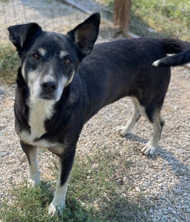 Nike, geb. ca. 09/2016, lebt in GRIECHENLAND, im städt. Tierheim Serres