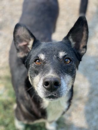 Nike, geb. ca. 09/2016, lebt in GRIECHENLAND, im städt. Tierheim Serres