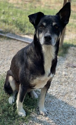 Nike, geb. ca. 09/2016, lebt in GRIECHENLAND, im städt. Tierheim Serres