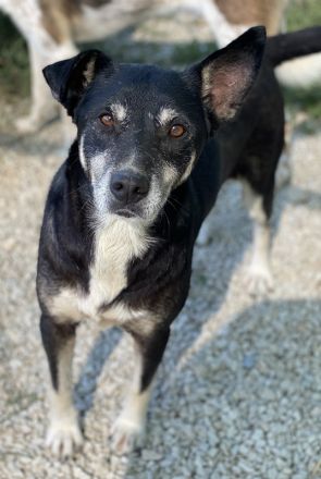 Nike, geb. ca. 09/2016, lebt in GRIECHENLAND, im städt. Tierheim Serres