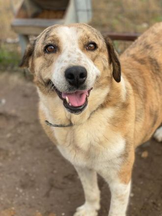 Philina, geb. ca. 11/2019, lebt in GRIECHENLAND, im städt. Tierheim Serres