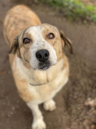 Philina, geb. ca. 11/2019, lebt in GRIECHENLAND, im städt. Tierheim Serres