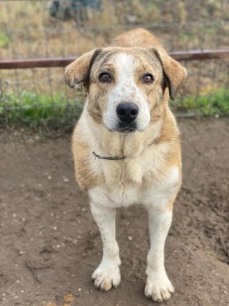 Philina, geb. ca. 11/2019, lebt in GRIECHENLAND, im städt. Tierheim Serres