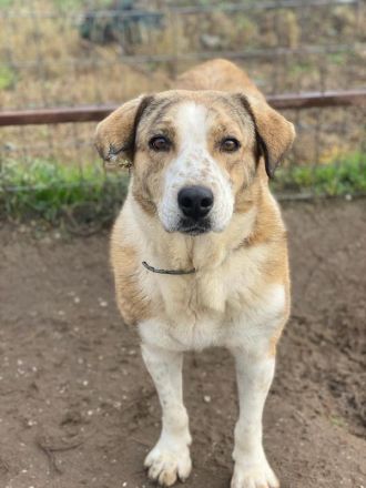 Philina, geb. ca. 11/2019, lebt in GRIECHENLAND, im städt. Tierheim Serres