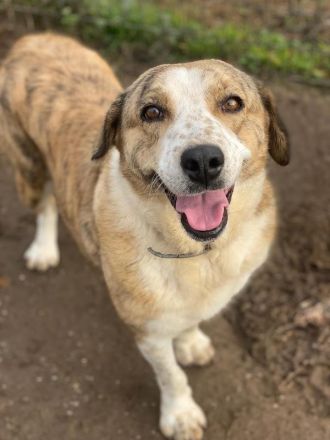 Philina, geb. ca. 11/2019, lebt in GRIECHENLAND, im städt. Tierheim Serres