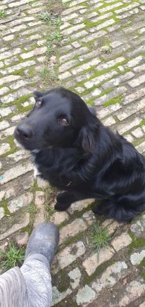 Bordercollie Australien Sheppard Mix