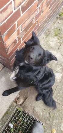 Bordercollie Australien Sheppard Mix