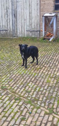 Bordercollie Australien Sheppard Mix