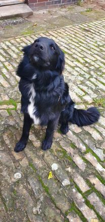 Bordercollie Australien Sheppard Mix