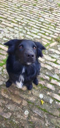 Bordercollie Australien Sheppard Mix