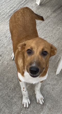 Rahel, geb. ca. 05/2021, lebt in GRIECHENLAND, auf einer privaten Pflegestelle