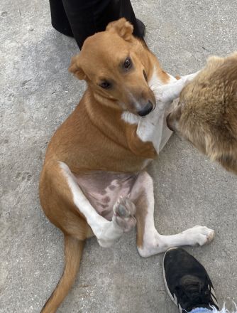 Rahel, geb. ca. 05/2021, lebt in GRIECHENLAND, auf einer privaten Pflegestelle