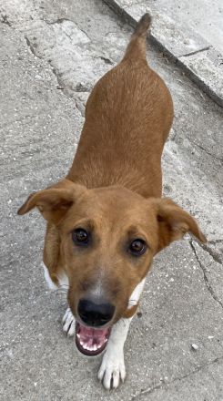 Rahel, geb. ca. 05/2021, lebt in GRIECHENLAND, auf einer privaten Pflegestelle