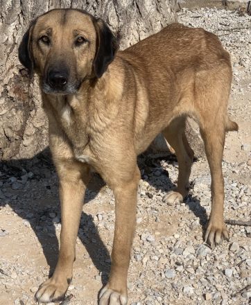 Sheryl, geb. ca. 01/2017, lebt in GRIECHENLAND, im städt. Tierheim Serres