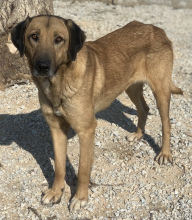 Sheryl, geb. ca. 01/2017, lebt in GRIECHENLAND, im städt. Tierheim Serres