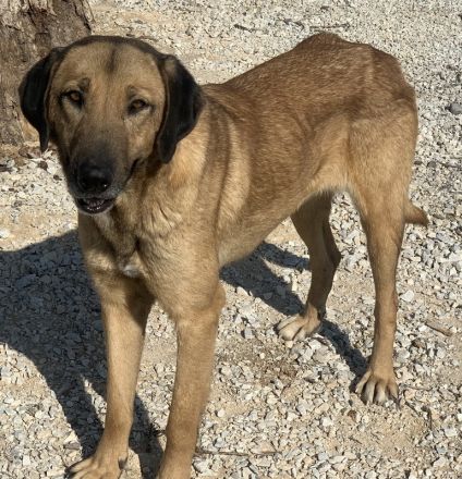 Sheryl, geb. ca. 01/2017, lebt in GRIECHENLAND, im städt. Tierheim Serres