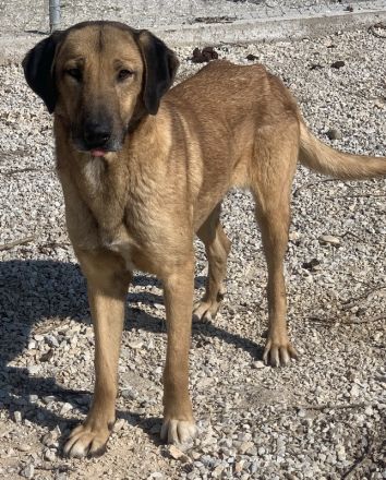 Sheryl, geb. ca. 01/2017, lebt in GRIECHENLAND, im städt. Tierheim Serres