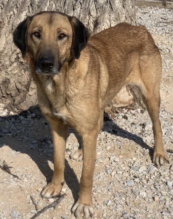 Sheryl, geb. ca. 01/2017, lebt in GRIECHENLAND, im städt. Tierheim Serres