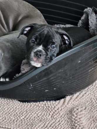 Old englisch Bulldog Welpen