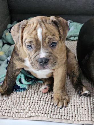 Old englisch Bulldog Welpen