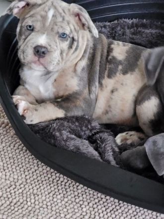 Old englisch Bulldog Welpen