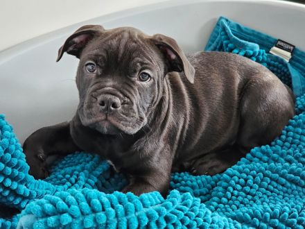 Old englisch Bulldog Welpen