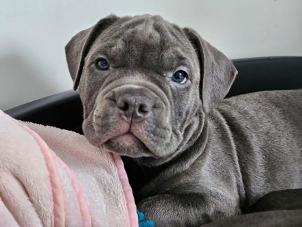 Old englisch Bulldog Welpen