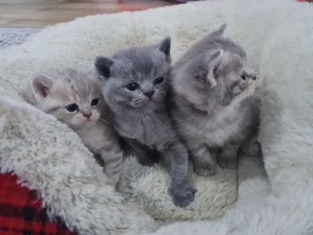 3x Britisch Kurzhaar Kitten grau grau /Tabby Kater