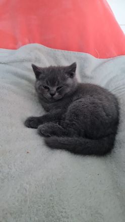 3x Britisch Kurzhaar Kitten grau grau /Tabby Kater