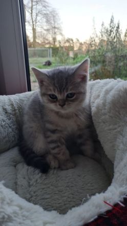 3x Britisch Kurzhaar Kitten grau grau /Tabby Kater