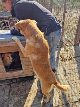 SANTOS  ca. 3 1/2-jähriger, aktiver, wunderschöner Rüde, ca.44 cm, anhänglicher, verspielter Rüde